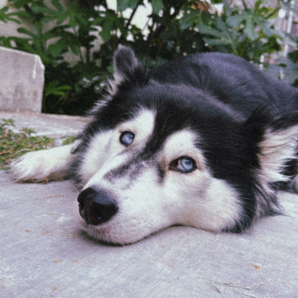 Unlisted ! Live Item !